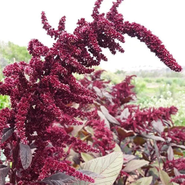 Hopi Red Dye Amaranth Flower Seeds Seeds