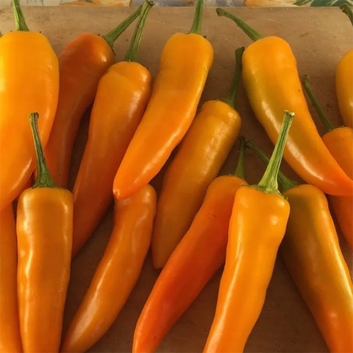 Tequila Sunrise Sweet Pepper Seeds Seeds