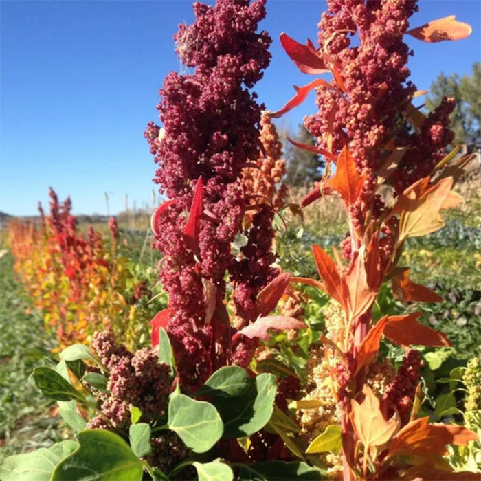 High Desert Mix Quinoa Grain Seeds