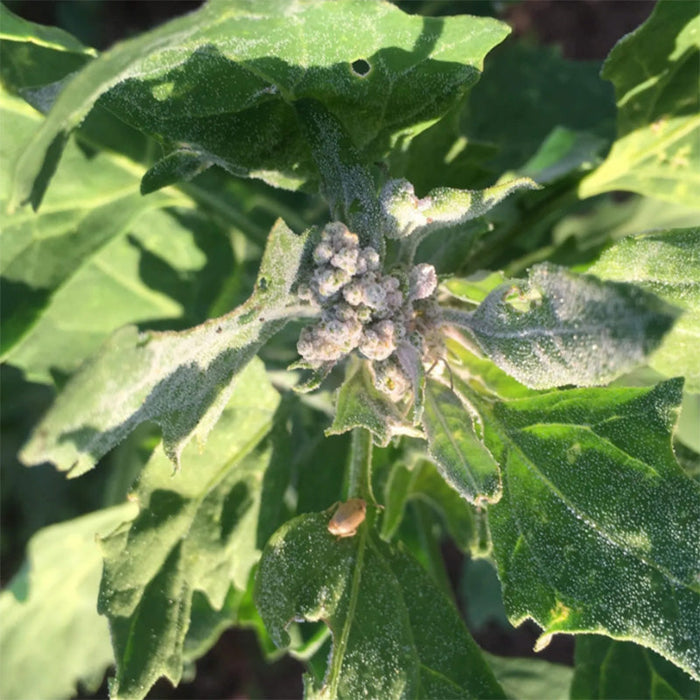 High Desert Mix Quinoa Grain Seeds