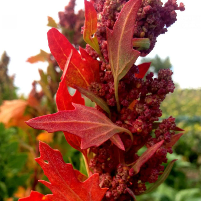 High Desert Mix Quinoa Grain Seeds