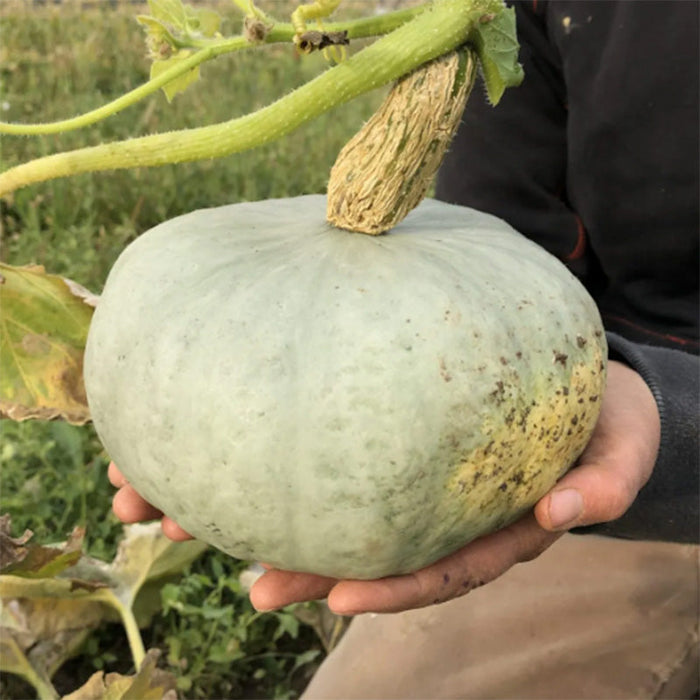 Stella Blue Winter Squash Seeds