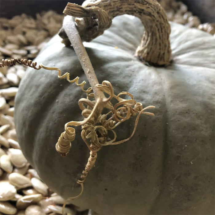 Stella Blue Winter Squash Seeds