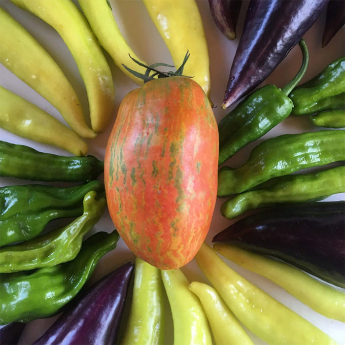 Striped Roman Paste Tomato Seeds