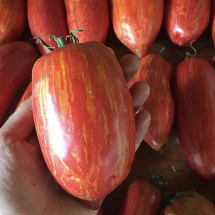 Striped Roman Paste Tomato Seeds