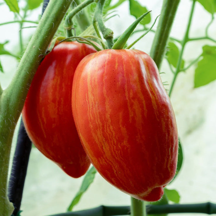 Striped Roman Paste Tomato Seeds