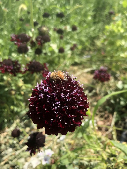 Black Knight Scabiosa Seeds