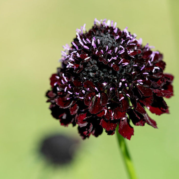 Black Knight Scabiosa Seeds