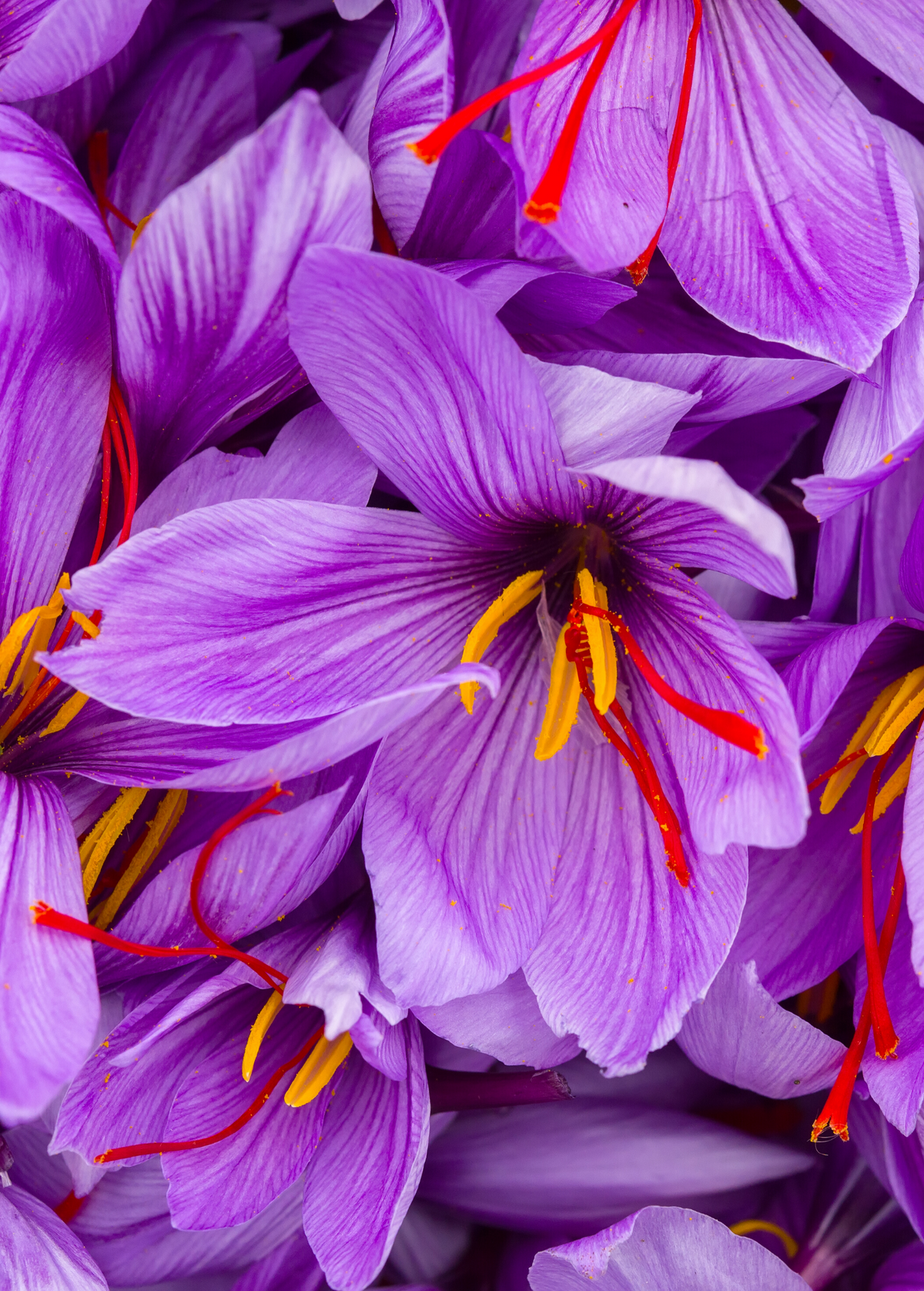 Saffron (Crocus sativus) — Specialty Food Source