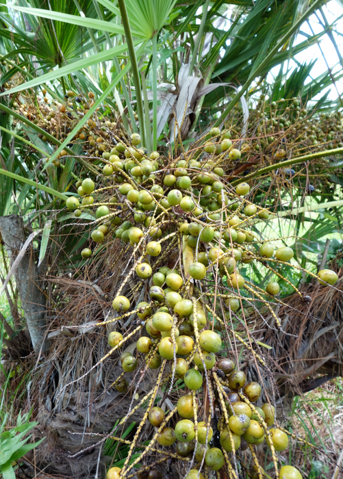 Saw Palmetto (Serenoa repens)