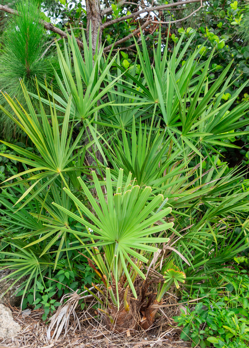 Saw Palmetto (Serenoa repens)