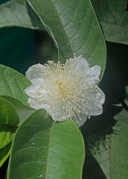 Scarlet Guava (Psidium guajava)