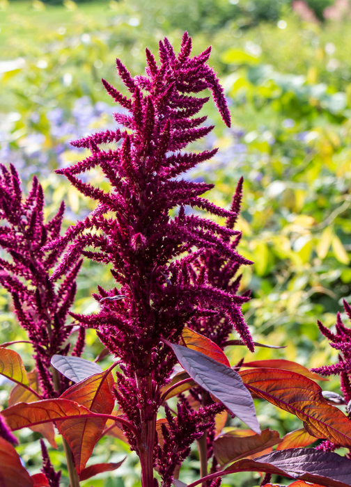 Red Callaloo (Amaranthus tricolor)