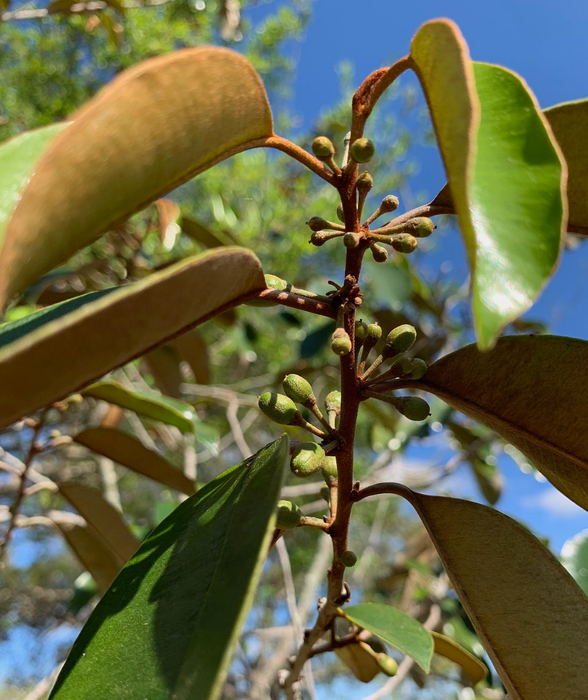 Caimitito, Satin Leaf (Chrysophyllum oliviforme)