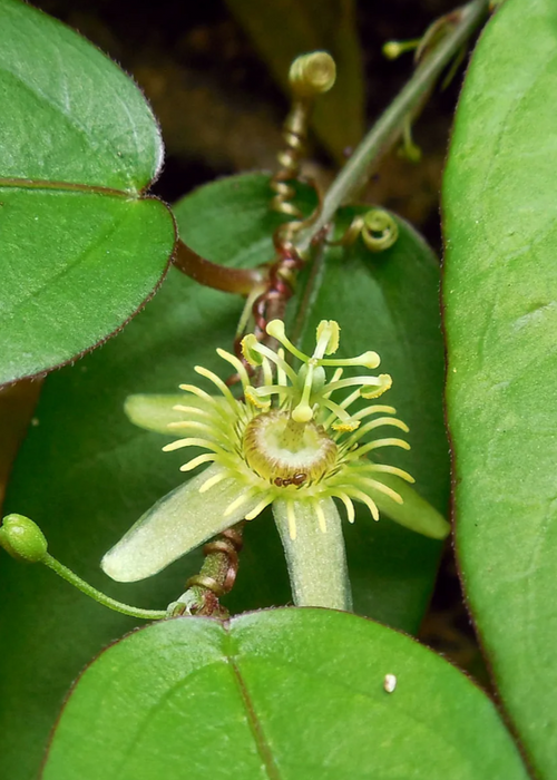 Passiflora Suberosa (Corky Stem Passion Fruit)
