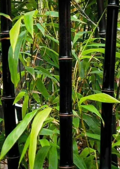 Bamboo 'Black Asper' (Bambusa lako)