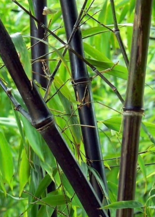 Bamboo 'Black Asper' (Bambusa lako)