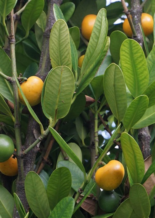 Garcinia Spicata (Garcinia humilis)