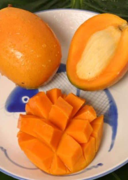 Mango 'Gold Nugget' (Mangifera indica)