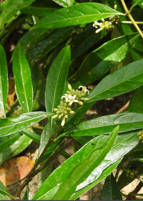 Mouse’s Pineapple (Morinda royoc)