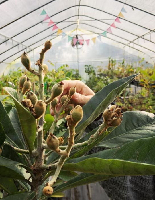 Loquat 'Christmas' (Eriobotrya japonica)
