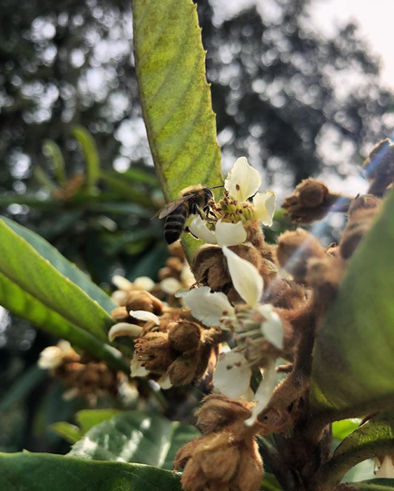 Loquat 'Christmas' (Eriobotrya japonica)