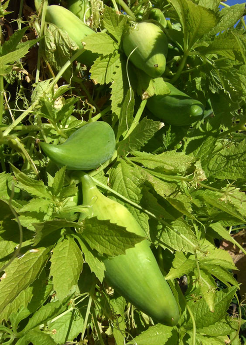 Caigua (Cyclanthera pedata)