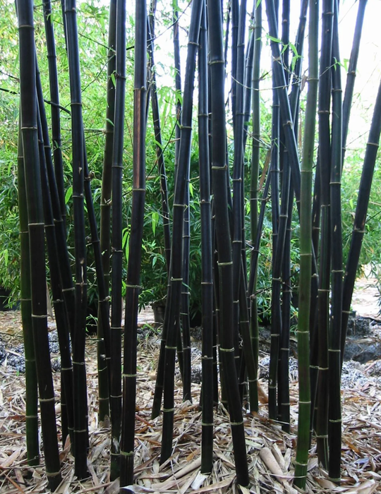 Bamboo 'Black Asper' (Bambusa lako)