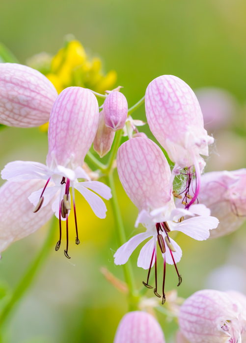 Sculpit (Silene inflata)