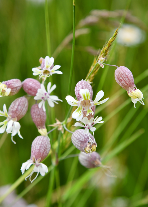 Sculpit (Silene inflata)
