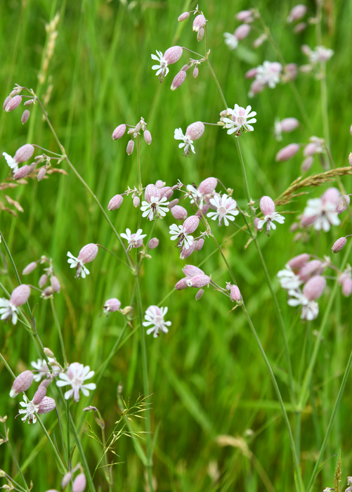Sculpit (Silene inflata)