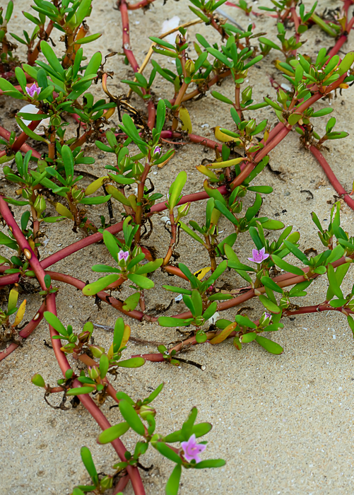Sea Purslane (sesuvium portulacastrum)