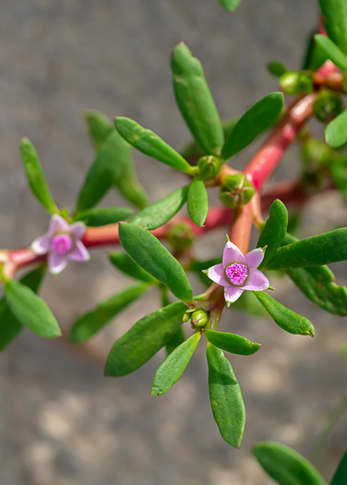 Sea Purslane (sesuvium portulacastrum)