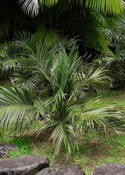 Seashore Palm (Allagoptera arenaria)