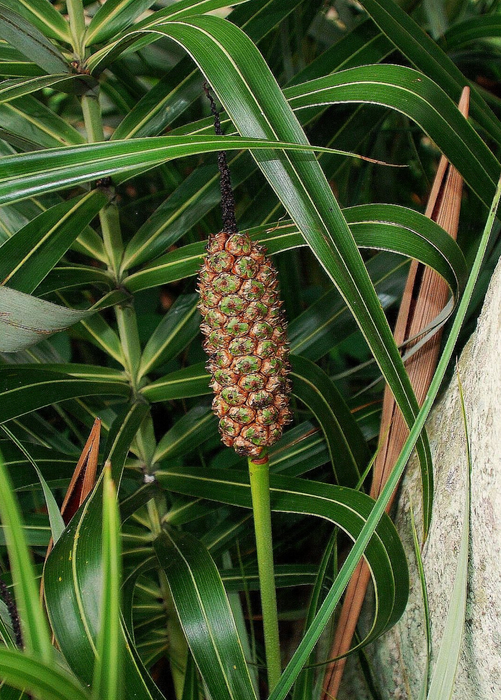 Seashore Palm (Allagoptera arenaria)
