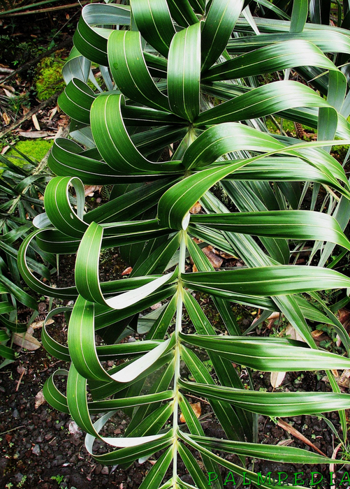 Seashore Palm (Allagoptera arenaria)