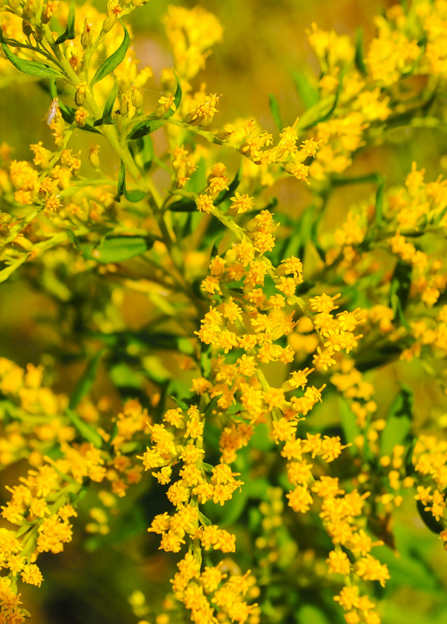 Seaside Goldenrod (Solidago sempervirens)