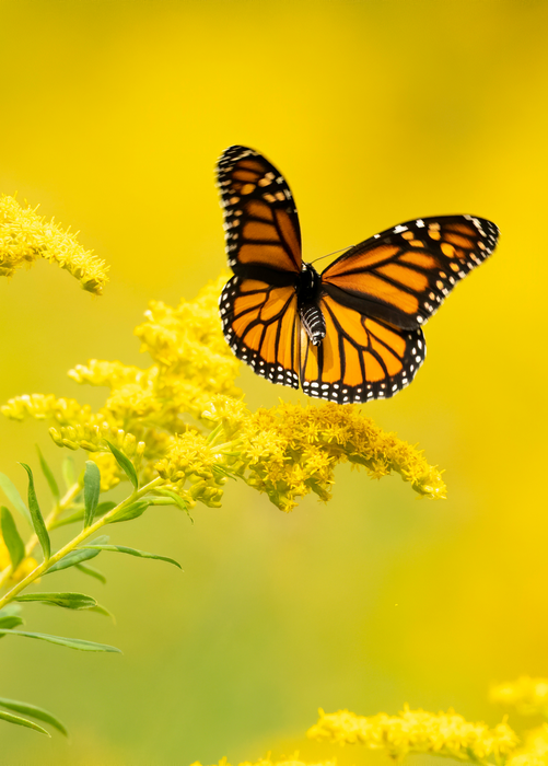 Seaside Goldenrod (Solidago sempervirens)