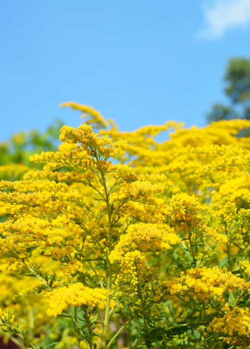 Seaside Goldenrod (Solidago sempervirens)