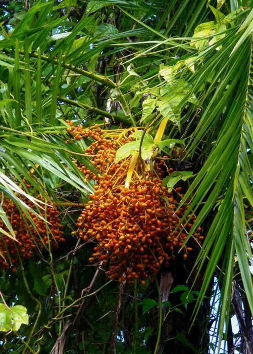 Senegal Date (Phoenix reclinata)