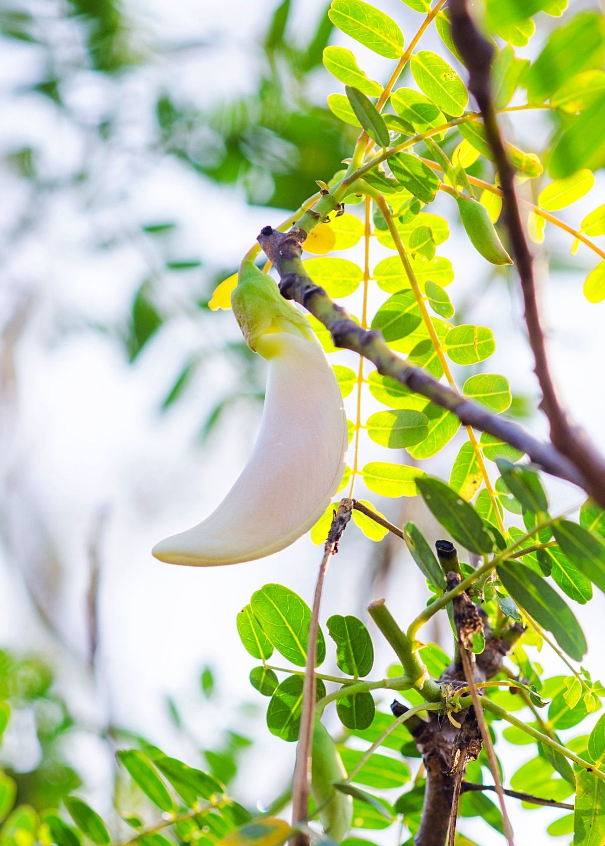 Hummingbird Tree (Sesbania grandiflora) — Specialty Food Source