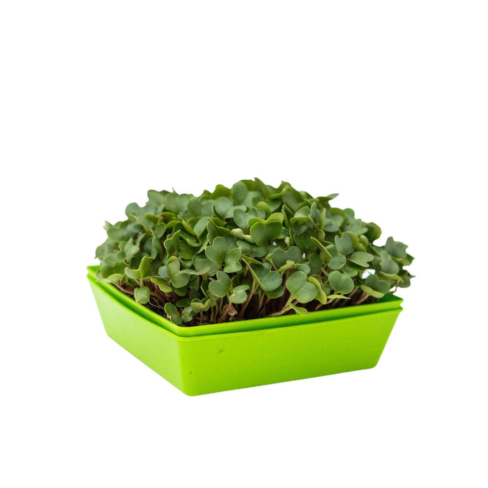 5X5 Shallow Microgreen Trays