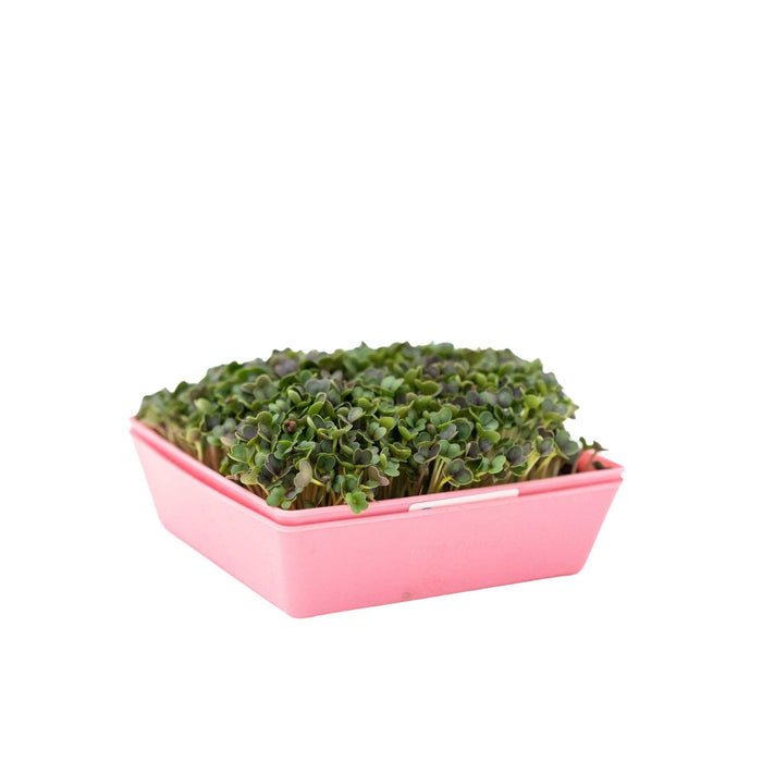 5X5 Shallow Microgreen Trays