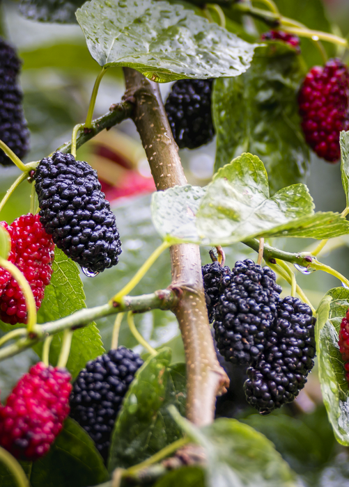 Mulberry 'Shangri La' (Morus alba x rubra)