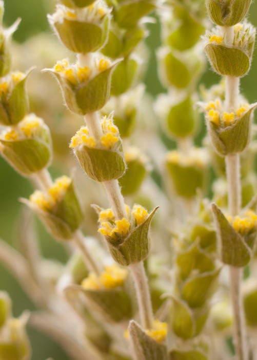 Greek Mountain Tea (Sideritis scardica)