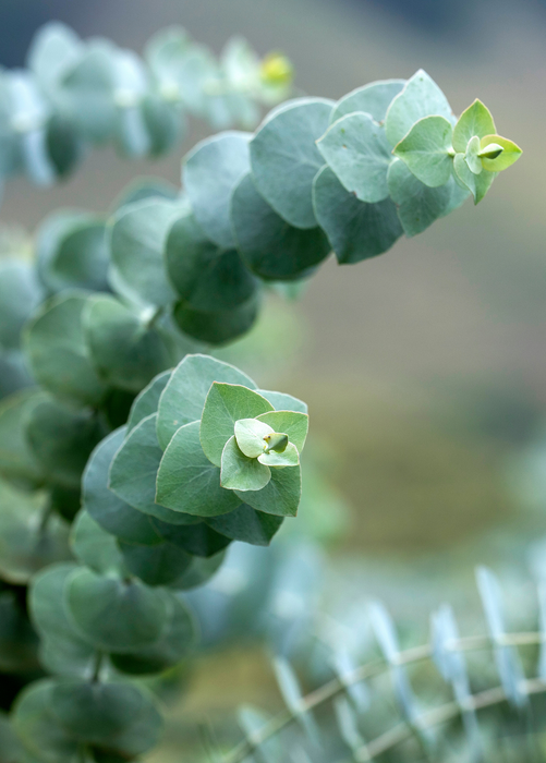 Silver Dollar Eucalyptus (Eucalyptus cinerea)