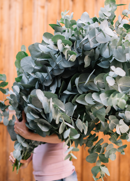 Silver Dollar Eucalyptus (Eucalyptus cinerea)