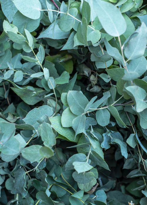 Silver Dollar Eucalyptus (Eucalyptus cinerea)