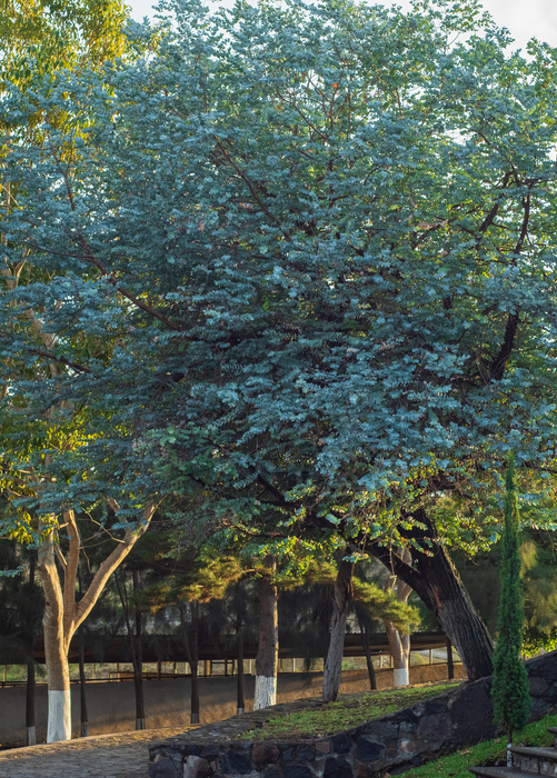 Silver Dollar Eucalyptus (Eucalyptus cinerea)