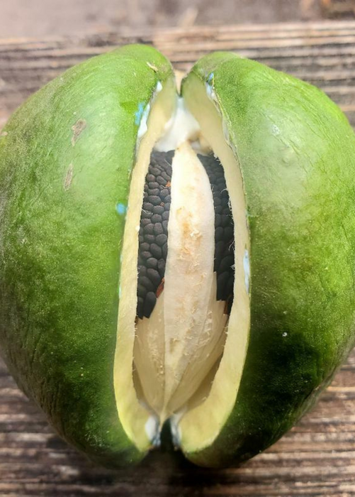 Sky Squash (Morrenia odorata)